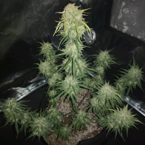 Hubbabubba haze myco growlog timeline photo