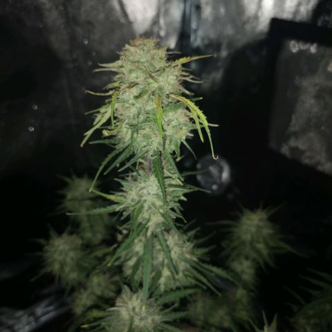 Hubbabubba haze myco growlog timeline photo