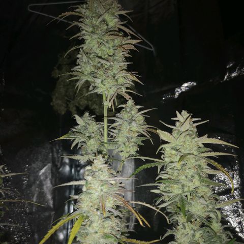 Ripleys og growlog timeline photo