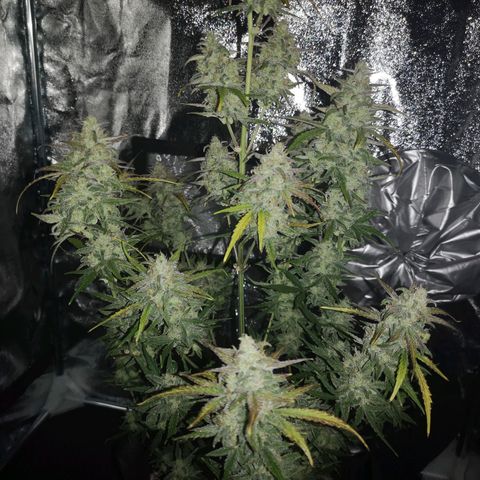 Ripleys og growlog timeline photo