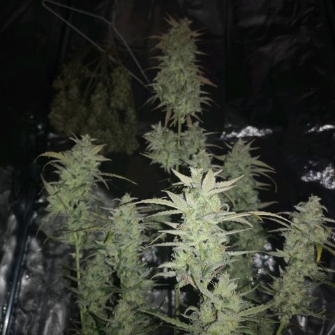 Ripleys og growlog timeline photo