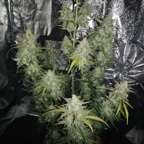 Ripleys og growlog timeline photo