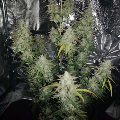 Ripleys og growlog timeline photo