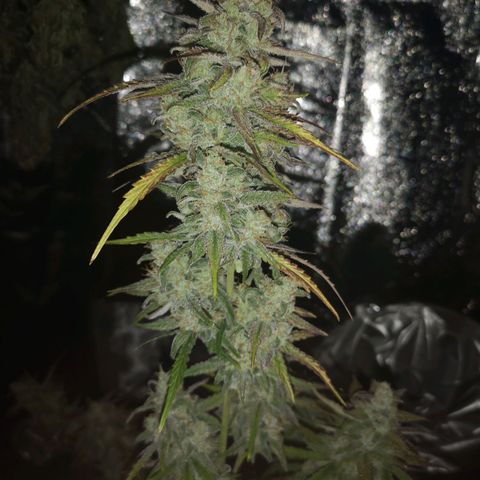 Ripleys og growlog timeline photo