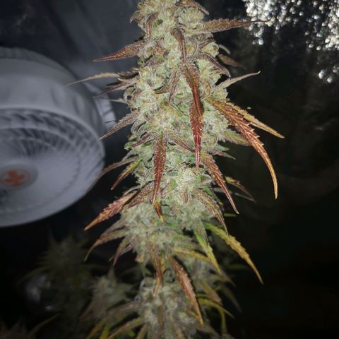 Ripleys og growlog timeline photo
