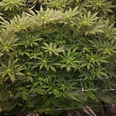 wedding cake growlog timeline photo