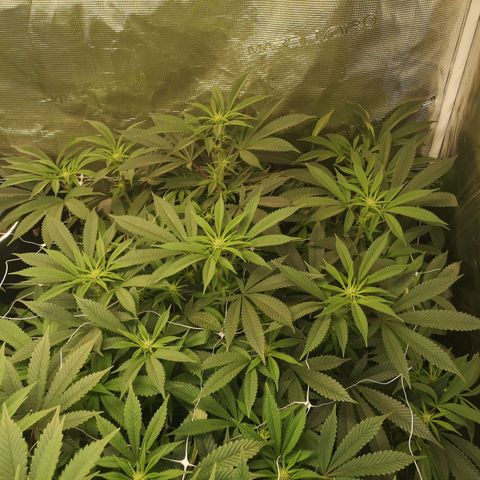 Wedding cake 3 growlog timeline photo