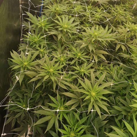 Grape Diamonds growlog timeline photo