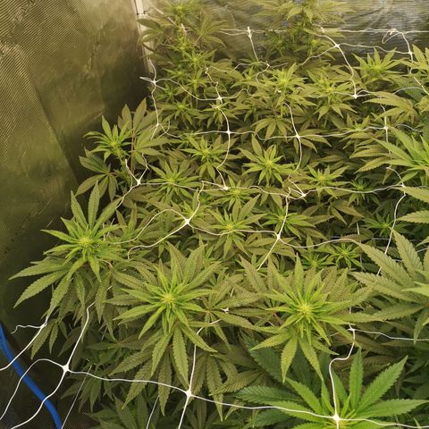Grape Diamonds 2 growlog timeline photo