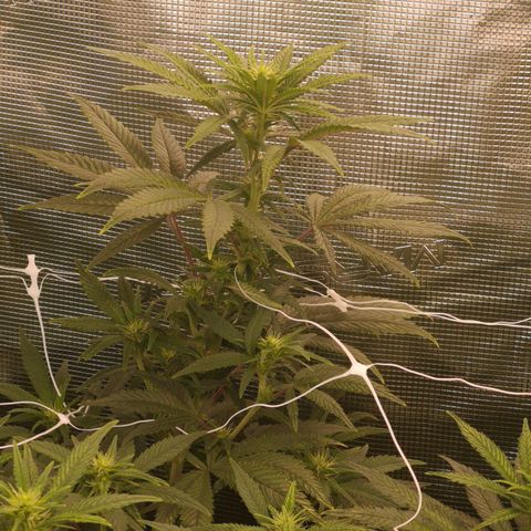 Grape Diamonds 2 growlog timeline photo
