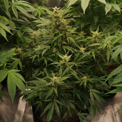 avt x 3 bears og growlog timeline photo