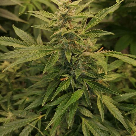 avt x 3 bears og growlog timeline photo