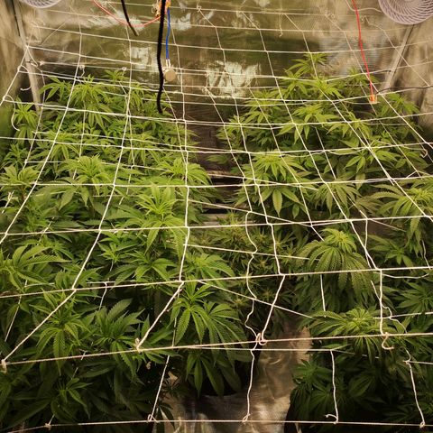 Blueberry cookies 2nd grow 2 growlog timeline photo