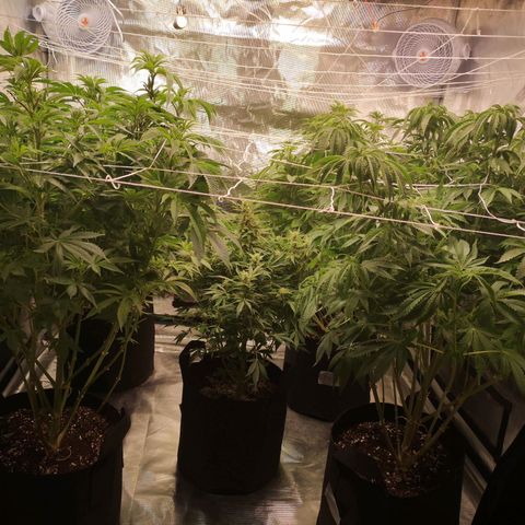 Blueberry cookies 2nd grow 2 growlog timeline photo