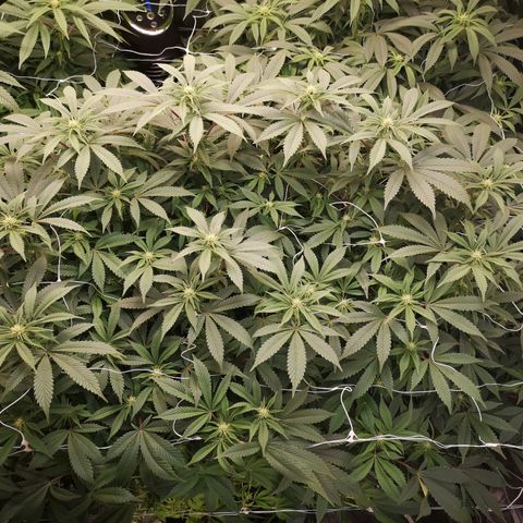 wedding cake growlog timeline photo