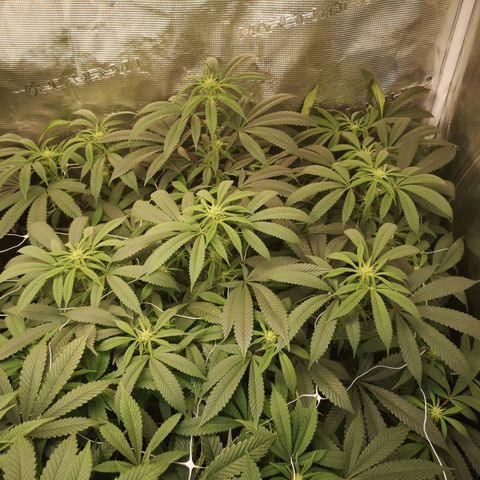 Wedding cake 3 growlog timeline photo