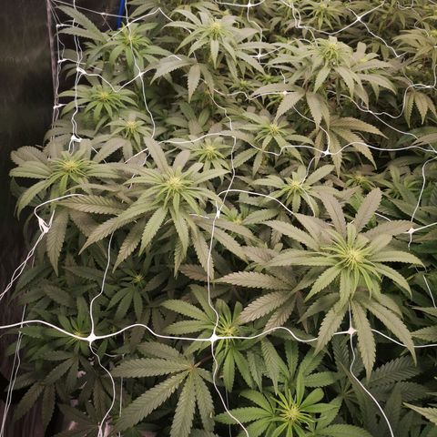 Grape Diamonds growlog timeline photo