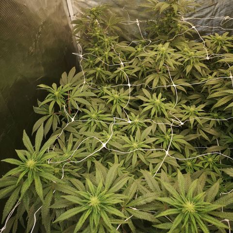 Grape Diamonds 2 growlog timeline photo