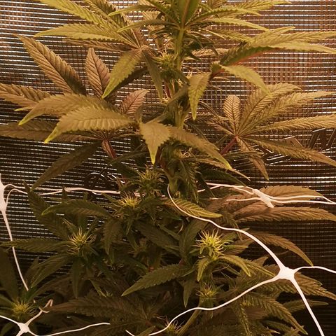 Grape Diamonds 2 growlog timeline photo