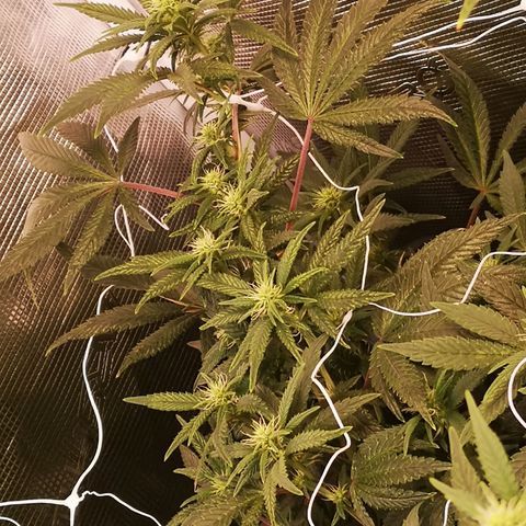 Grape Diamonds 2 growlog timeline photo