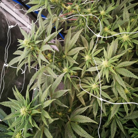 Grape Diamonds 2 growlog timeline photo
