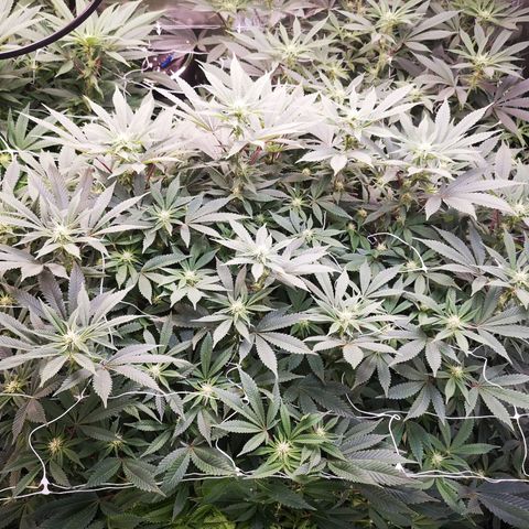wedding cake growlog timeline photo