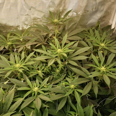 Wedding cake 3 growlog timeline photo