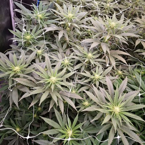 Grape Diamonds growlog timeline photo