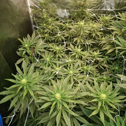 Grape Diamonds 2 growlog timeline photo