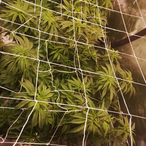 Blueberry cookies 2nd grow growlog timeline photo