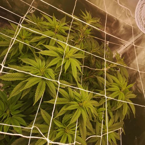 Blueberry cookies 2nd grow 2 growlog timeline photo
