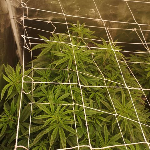 Orange cookie chem 2nd grow growlog timeline photo