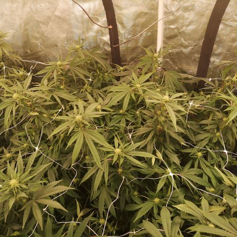wedding cake 2 growlog timeline photo
