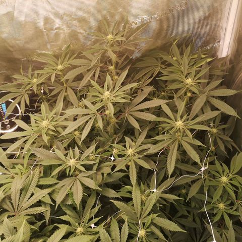 Wedding cake 3 growlog timeline photo