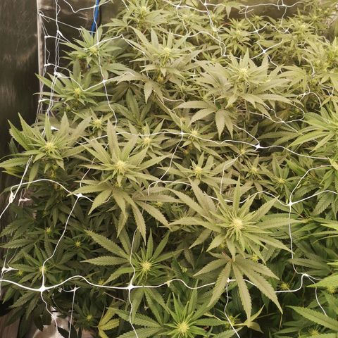 Grape Diamonds growlog timeline photo