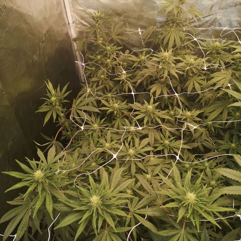 Grape Diamonds 2 growlog timeline photo