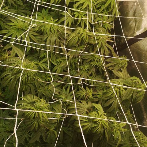 Blueberry cookies 2nd grow growlog timeline photo