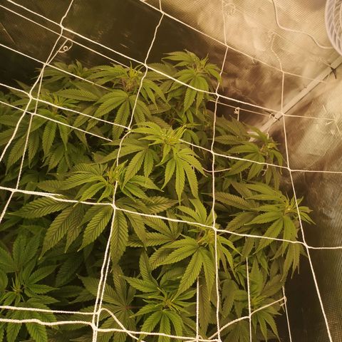 Blueberry cookies 2nd grow 2 growlog timeline photo