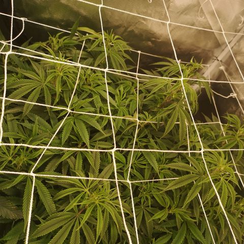 Orange cookie chem 2nd grow growlog timeline photo