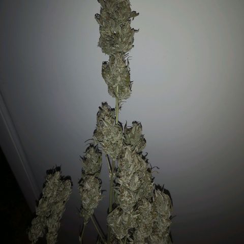 Ripleys og growlog timeline photo