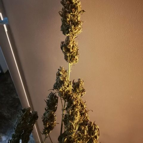 Ripleys og growlog timeline photo