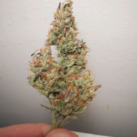Ripleys og growlog timeline photo