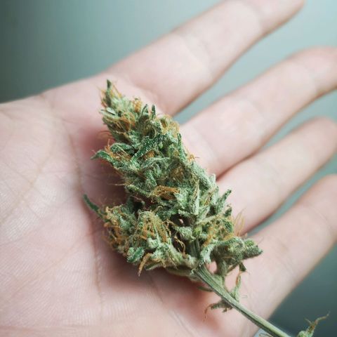 Sour crinkle growlog timeline photo