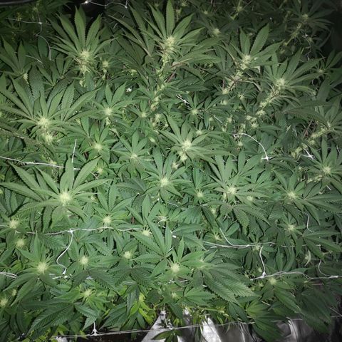wedding cake growlog timeline photo