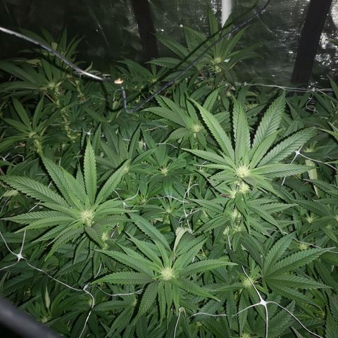 wedding cake 2 growlog timeline photo