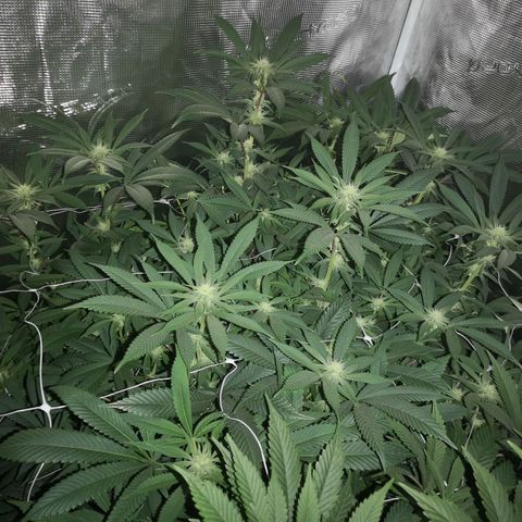 Wedding cake 3 growlog timeline photo