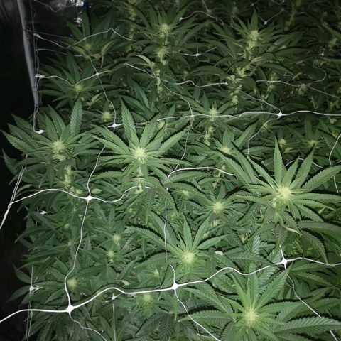 Grape Diamonds growlog timeline photo