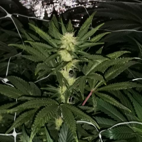 Grape Diamonds 2 growlog timeline photo