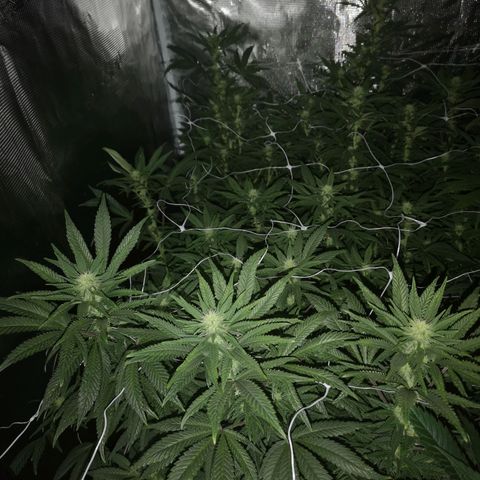Grape Diamonds 2 growlog timeline photo