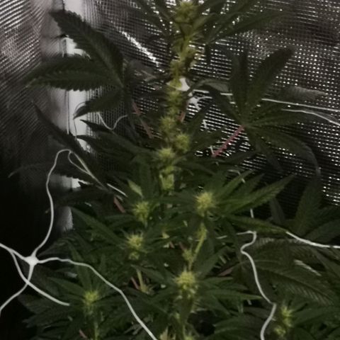 Grape Diamonds 2 growlog timeline photo